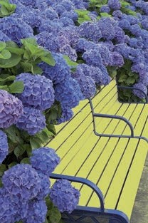 flores1